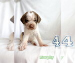 Small #1 Great Dane