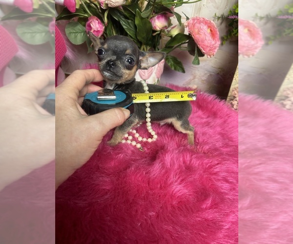 Medium Photo #4 Chihuahua Puppy For Sale in TRACY, CA, USA