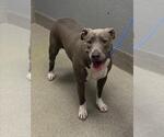 Small American Pit Bull Terrier Mix