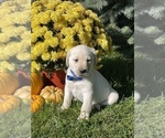 Small Photo #2 Labrador Retriever Puppy For Sale in STANLEY, NY, USA