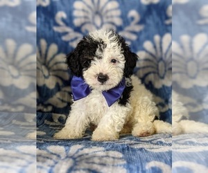 Bichpoo-Poodle (Miniature) Mix Puppy for sale in LINCOLN UNIV, PA, USA