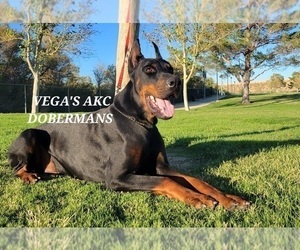 Doberman Pinscher Puppy for sale in PALMDALE, CA, USA