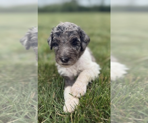 Medium Photo #2 Goldendoodle Puppy For Sale in HOWARD CITY, MI, USA