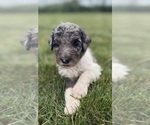 Small Photo #13 Goldendoodle Puppy For Sale in HOWARD CITY, MI, USA