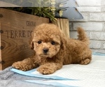 Small Photo #8 Poodle (Toy) Puppy For Sale in SAN MATEO, CA, USA