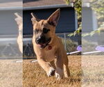Small #10 Mutt