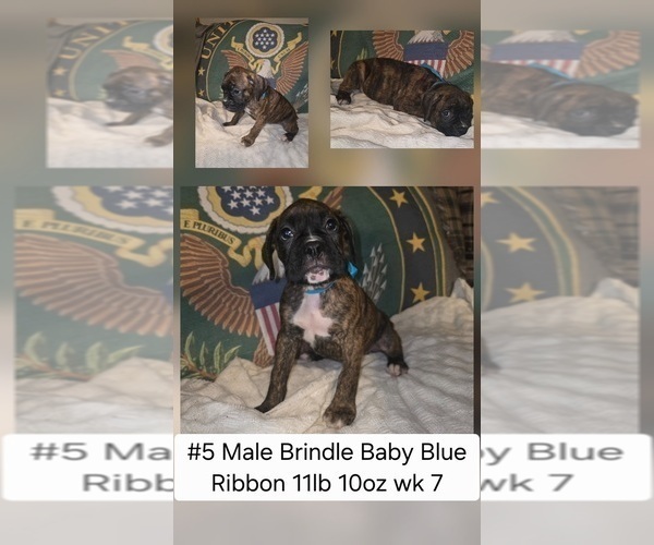 Medium Photo #2 Boxer Puppy For Sale in LINN GROVE, IN, USA