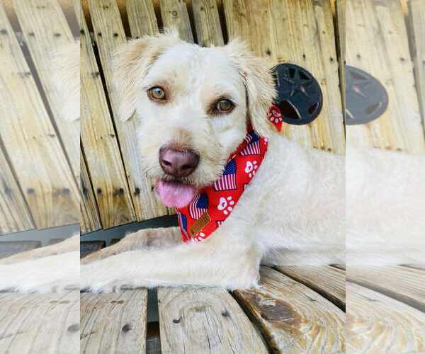 Medium Photo #1 Mutt Puppy For Sale in Dallas, TX, USA