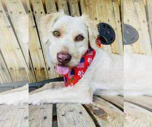 Mutt Dogs for adoption in Dallas, TX, USA