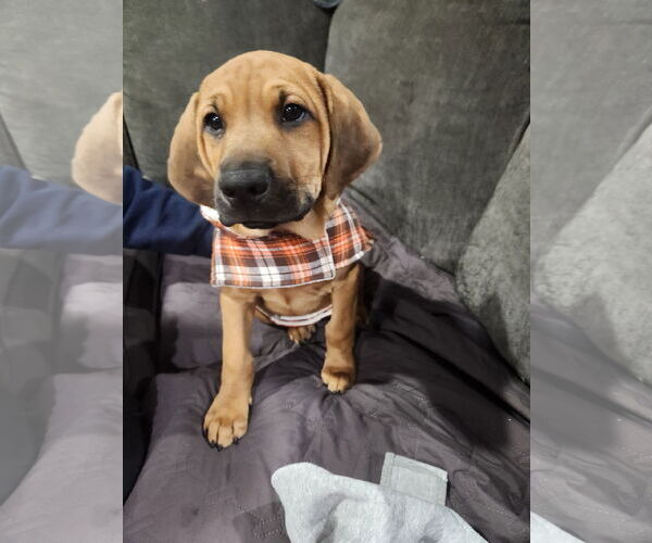 Medium Photo #2 Mutt Puppy For Sale in Plainfield, IL, USA