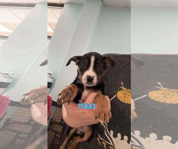 Medium Photo #8 Doberman Pinscher-Unknown Mix Puppy For Sale in Chico, CA, USA