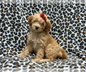 Goldendoodle (Miniature) Puppy for sale in LAKELAND, FL, USA