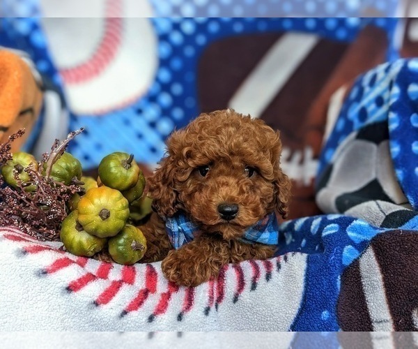 Medium Photo #7 Cavapoo Puppy For Sale in KIRKWOOD, PA, USA