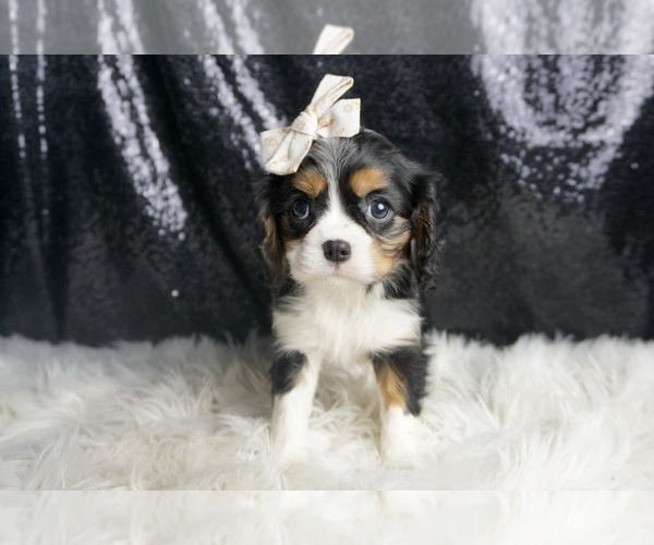 Medium Photo #96 Cavalier King Charles Spaniel Puppy For Sale in WARSAW, IN, USA