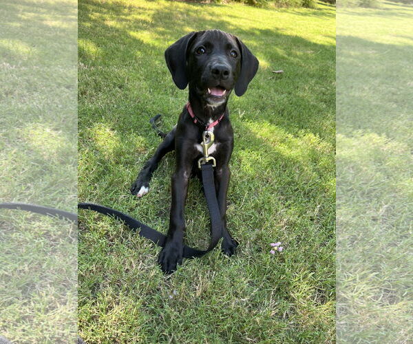 Medium Photo #5 Mutt Puppy For Sale in Sheboygan, WI, USA