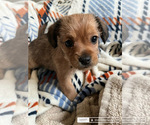 Puppy Puppy 3 YorkiePoo