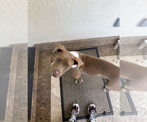 COURTESY POST: Mila - Female Mutt Dog for Adoption - Photo #2