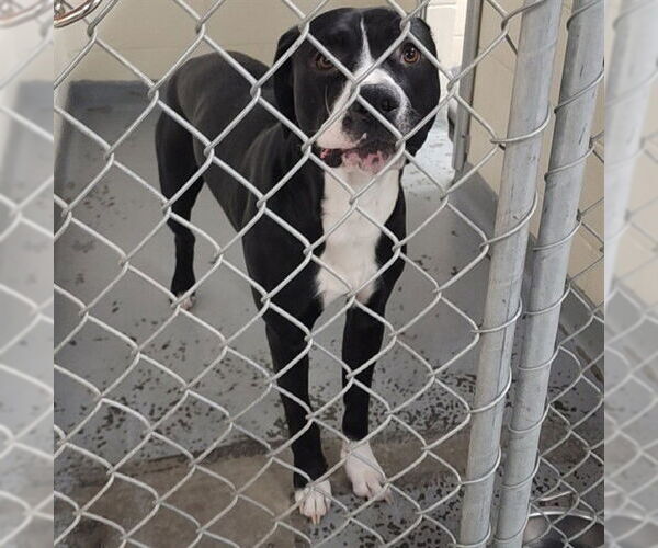 Medium Photo #1 Labrador Retriever-Unknown Mix Puppy For Sale in Anchorage, AK, USA