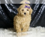 Small #6 Poodle (Miniature)
