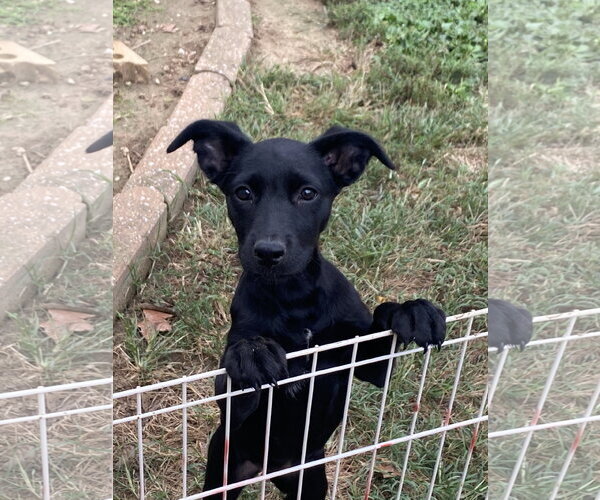 Medium Photo #10 Labrador Retriever-Unknown Mix Puppy For Sale in Hillsboro, MO, USA