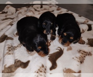 Dachshund Litter for sale in POLO, MO, USA