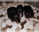 Small Photo #1 Dachshund Puppy For Sale in POLO, MO, USA