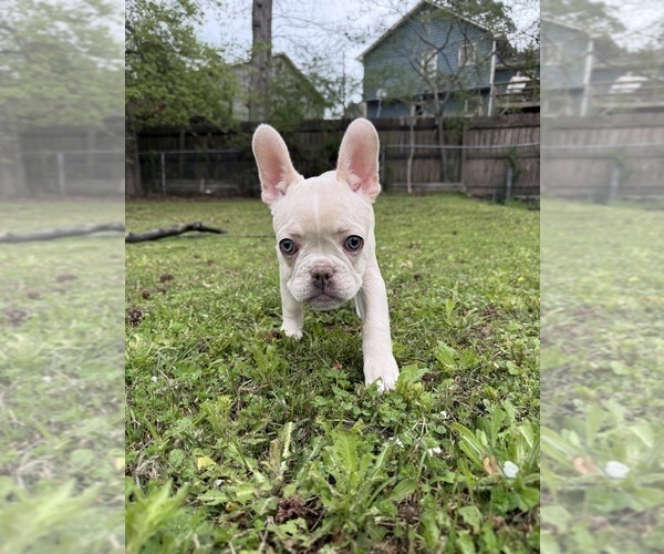 Medium Photo #4 French Bulldog Puppy For Sale in SUGAR HILL, GA, USA