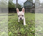 Small #3 French Bulldog