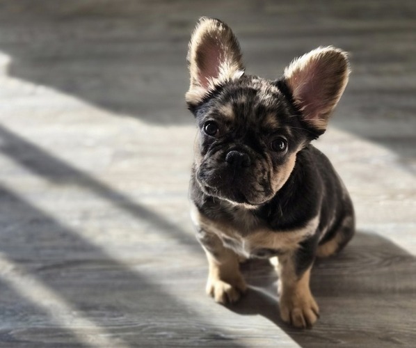Medium Photo #1 French Bulldog Puppy For Sale in GLEN BURNIE, MD, USA
