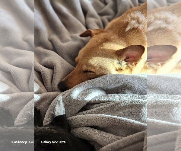 Medium Photo #11 Chihuahua-Unknown Mix Puppy For Sale in Spring, TX, USA