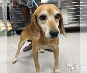 Beagle-Unknown Mix Dogs for adoption in Washington, DC, USA