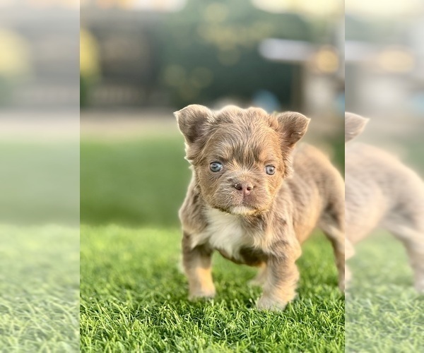 Medium Photo #5 French Bulldog Puppy For Sale in LEESBURG, GA, USA