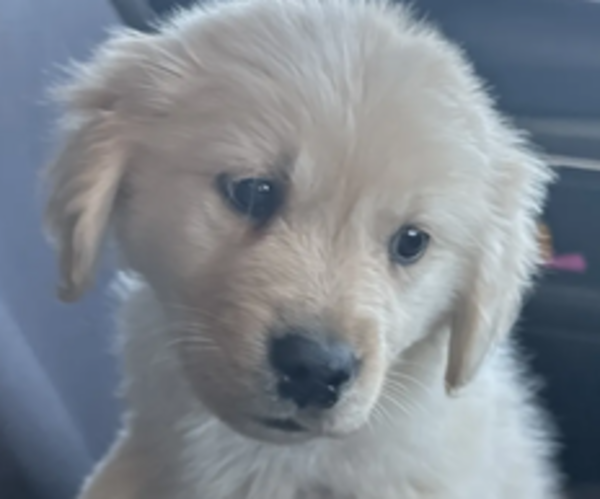 Medium Photo #1 Golden Retriever Puppy For Sale in HIDALGO, IL, USA