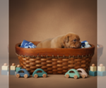 Small #7 Olde English Bulldogge