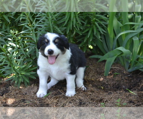 Medium Photo #3 Border Collie Puppy For Sale in GREENWOOD, WI, USA