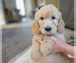 Small Photo #44 Goldendoodle Puppy For Sale in KATY, TX, USA