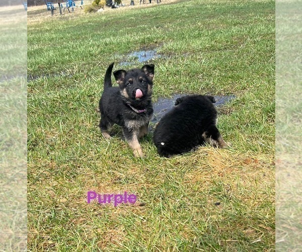 Medium Photo #7 German Shepherd Dog Puppy For Sale in SUMPTER TWP, MI, USA