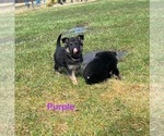 Small Photo #24 German Shepherd Dog Puppy For Sale in SUMPTER TWP, MI, USA