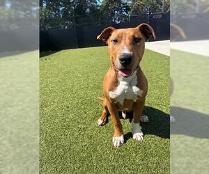 Mutt Dogs for adoption in San Martin, CA, USA