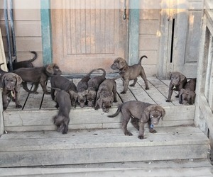 Chesapeake Bay Retriever Puppy for sale in MERLIN, OR, USA