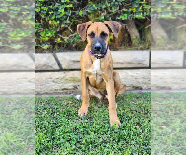 Medium Photo #7 Boxador Puppy For Sale in Dana Point, CA, USA