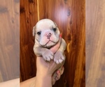 Small Photo #15 Bulldog Puppy For Sale in GREERS FERRY, AR, USA