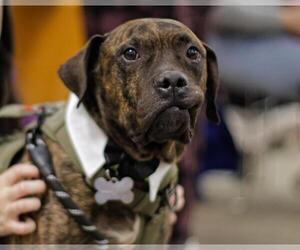 Mutt Dogs for adoption in Tulsa, OK, USA