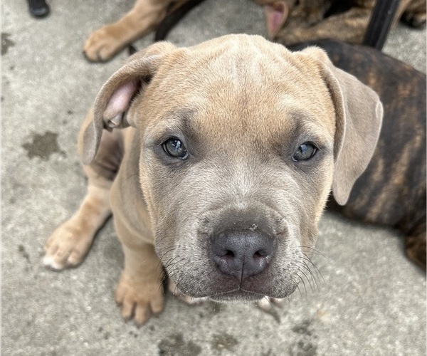 Medium Photo #5 American Bully Puppy For Sale in MYRTLE BEACH, SC, USA
