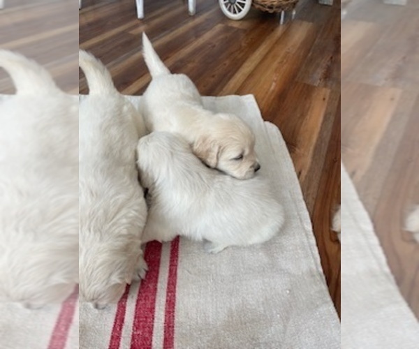 Medium Photo #10 Golden Retriever Puppy For Sale in MERCED, CA, USA