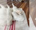 Small #9 Golden Retriever