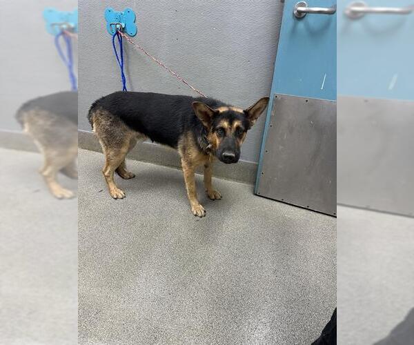 Medium Photo #1 German Shepherd Dog-Unknown Mix Puppy For Sale in Las Vegas, NV, USA