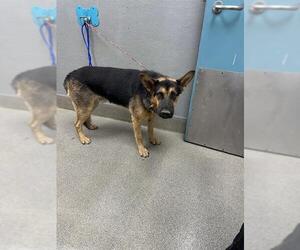 German Shepherd Dog-Unknown Mix Dogs for adoption in Las Vegas, NV, USA