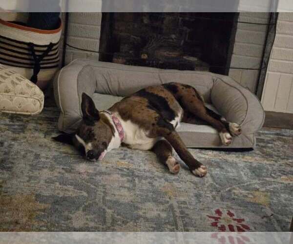 Medium Photo #3 Catahoula Leopard Dog-Unknown Mix Puppy For Sale in Minneapolis, MN, USA