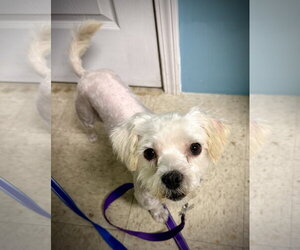 Shih Tzu-Unknown Mix Dogs for adoption in Holly Springs, NC, USA